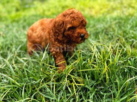 Mini Red Toy Poodle Yavrular görsel