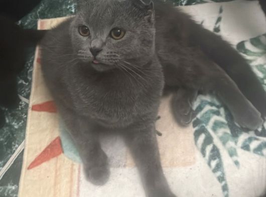 Safkan Tavru görsel