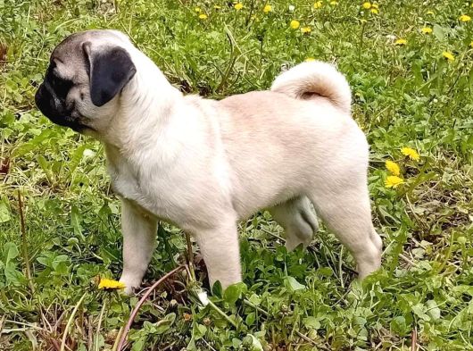 Siyah Ve Krem Pug Bebekleriniz görsel