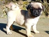 Siyah Ve Krem Pug Bebekleriniz