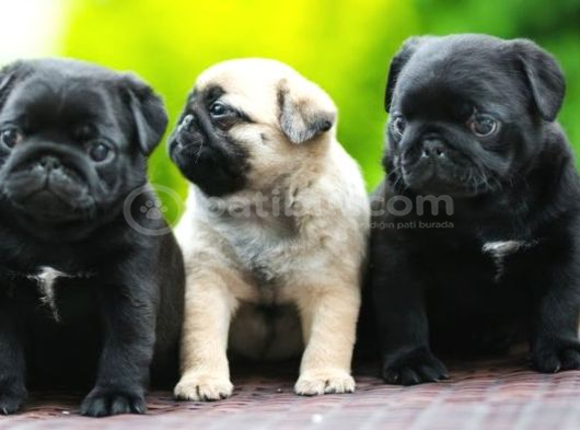 Siyah Ve Krem Pug Bebekleriniz görsel