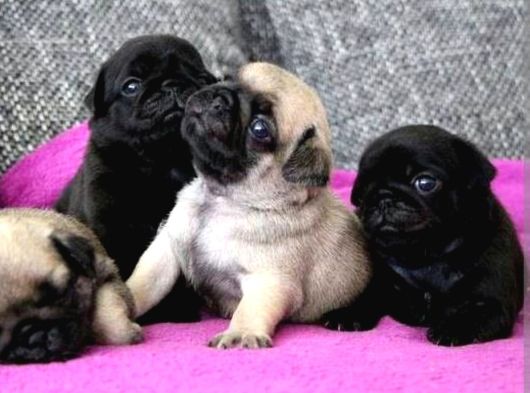 Siyah Ve Krem Pug Bebekleriniz görsel