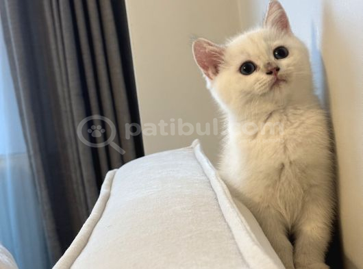 Son Dişi Goldenpoint Yavrumuz Orhangazi görsel