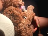 2 Aylık Erkek Tea Cup Toy Poddle Lar