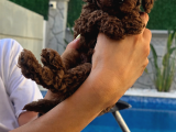 2 Aylık Erkek Tea Cup Toy Poddle Lar