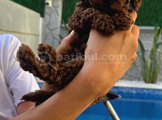 2 Aylık Erkek Tea Cup Toy Poddle Lar görsel