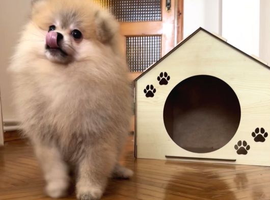 Pomerani̇an Boo Orange Erkek görsel