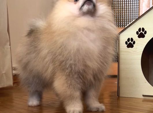 Pomerani̇an Boo Orange Erkek görsel