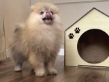 Pomerani̇an Boo Orange Erkek