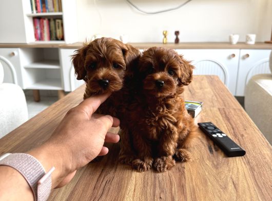 Biblo Üst Kalite Maltipoo Cocuklar görsel