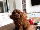 Biblo Üst Kalite Maltipoo Cocuklar