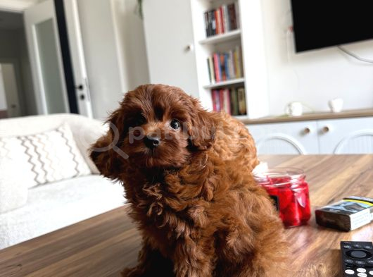 Biblo Üst Kalite Maltipoo Cocuklar