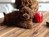 Koyu Kizil F2 Maltipoo Bebekler