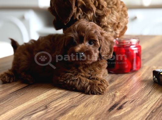 Koyu Kizil F2 Maltipoo Bebekler görsel