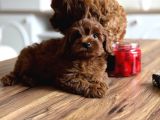 Koyu Kizil F2 Maltipoo Bebekler
