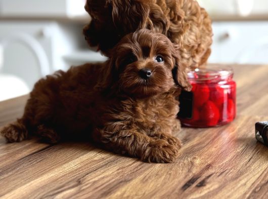Koyu Kizil F2 Maltipoo Bebekler
