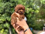 Dark Red Korea Maltipoo Bebekler