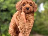 Kızıl Renk F2 Maltipoo Bebekler
