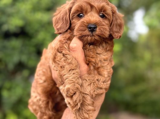 Kızıl Renk F2 Maltipoo Bebekler görsel