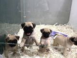 Safkan Pug Mops Yavrulari