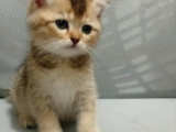 Shorthair Ve Longhair Bebekler