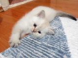 Shorthair Ve Longhair Bebekler