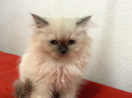 Shorthair Ve Longhair Bebekler görsel