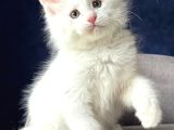 Bembeyaz Pofuduk Tüyleri Tatlı Bakışlarıyla Sevimli Maincoon