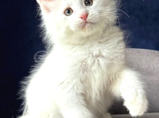 Bembeyaz Pofuduk Tüyleri Tatlı Bakışlarıyla Sevimli Maincoon görsel