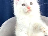 Bembeyaz Pofuduk Tüyleri Tatlı Bakışlarıyla Sevimli Maincoon