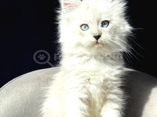 Bembeyaz Pofuduk Tüyleri Tatlı Bakışlarıyla Sevimli Maincoon
