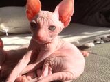 Sıfır Tüylü Nadide Özel Yavrumuz Sfenks Kedimiz