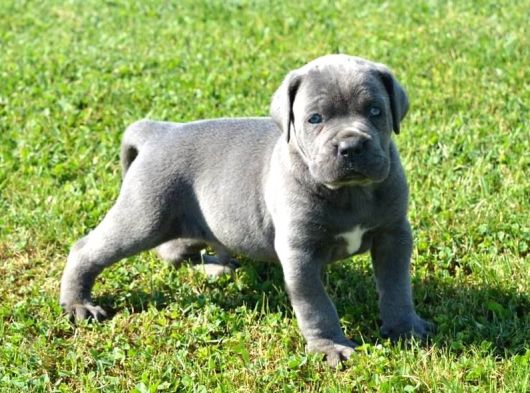 Üst Sevi̇ye Cane Corsa Yavrulari