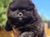 Nadir Siyah Pomeranian Boo  Peluş Görünümlü Safkan Yavrular