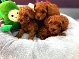 En Iyi Toy Poodle Yavruları