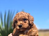 Kusursuz Toy Poodle Yavruları