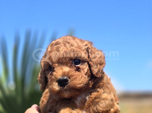 Kusursuz Toy Poodle Yavruları görsel