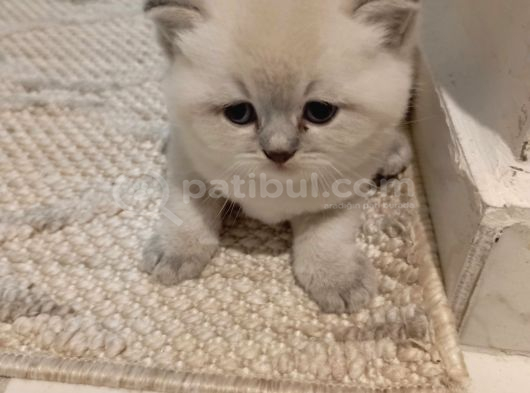 Orjinal Tam Safkan 2 Aylık British Fold Yavrular Pendik görsel
