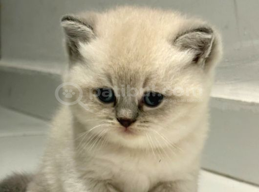 Orjinal Tam Safkan 2 Aylık British Fold Yavrular Pendik görsel