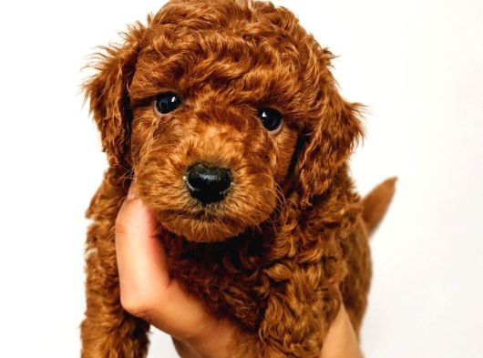 Zeka Küpü Sevgi̇ Dolu Ve Çok Eğlenceli̇ Poodle Yavrular görsel
