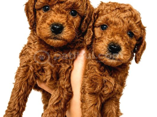 Zeka Küpü Sevgi̇ Dolu Ve Çok Eğlenceli̇ Poodle Yavrular görsel