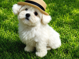 Orji̇nal Malti̇po Yavrular