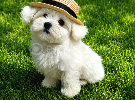 Orji̇nal Malti̇po Yavrular