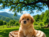 Orji̇nal Malti̇po Yavrular