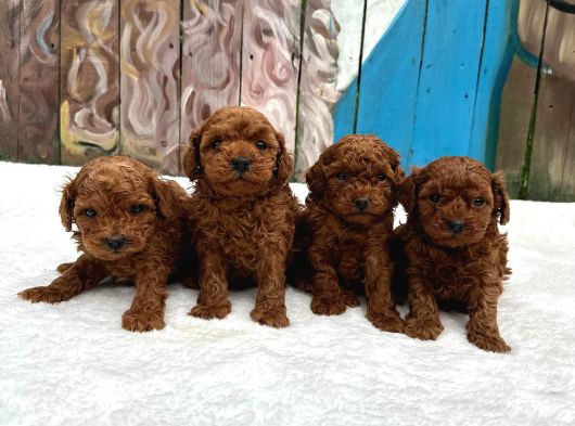 Ruhsatlı Poodle Evinden Erkek Dişi Yavrularımız görsel