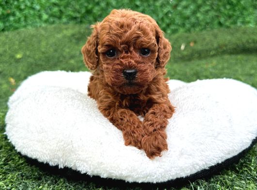 Ruhsatlı Poodle Evinden Erkek Dişi Yavrularımız görsel