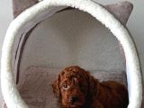 Ruhsatlı Poodle Evinden Erkek Dişi Yavrularımız