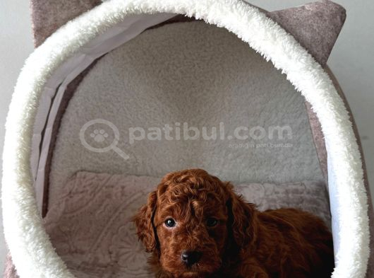 Ruhsatlı Poodle Evinden Erkek Dişi Yavrularımız görsel