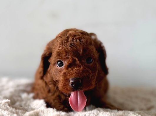 Ruhsatlı Poodle Evinden Erkek Dişi Yavrularımız