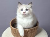 Full Şecereli̇ Safkan Seal Ve Blue Bicolor Ragdoll Yavrular